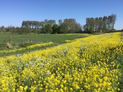 Uitvoeringsprogramma