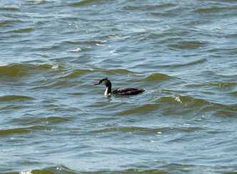 Broedvogelinventarisatie Ouderkerkerplas en Korte Dwarsweg 2026