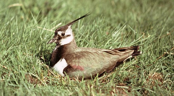 Broedseizoen 2017 Kievit