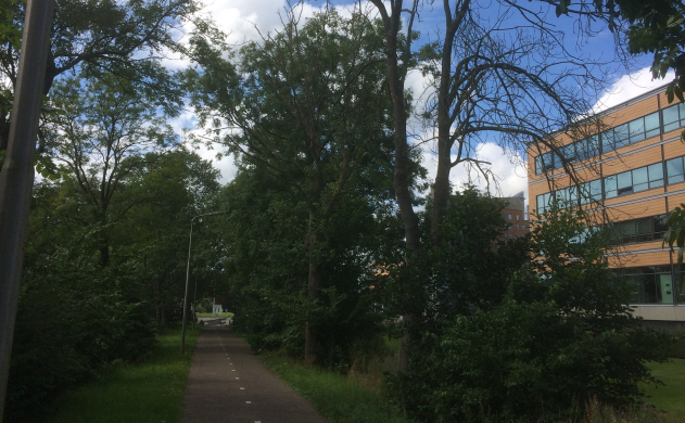 snoeiwerkzaamheden essen kruitmolen