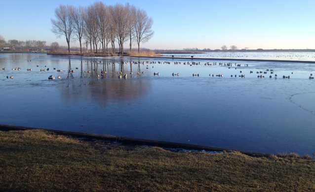 wintervogels ouderkerkerplas