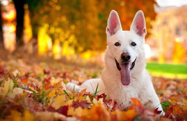 Wandelen met de hond in de herfst