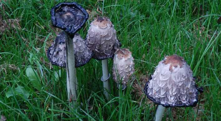 Het plukken van paddenstoelen is stroperij