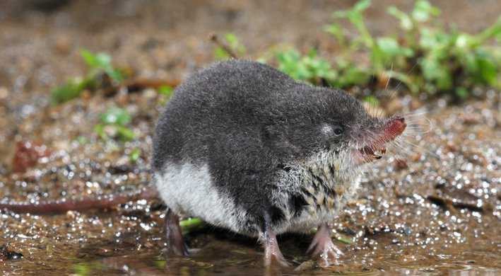 Waterspitsmuis leeft in Amsterdam