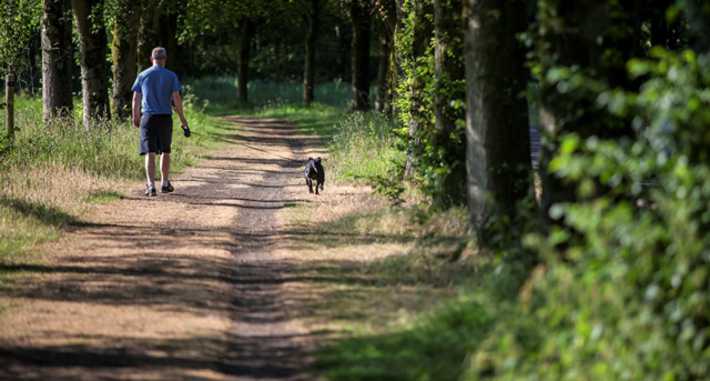 Wandelen met de hond in het bos
