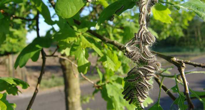 De eikenprocessierups