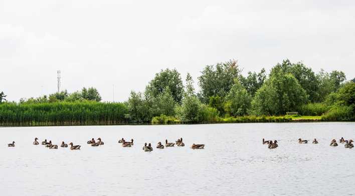 Ouderkerkerplas watervogels