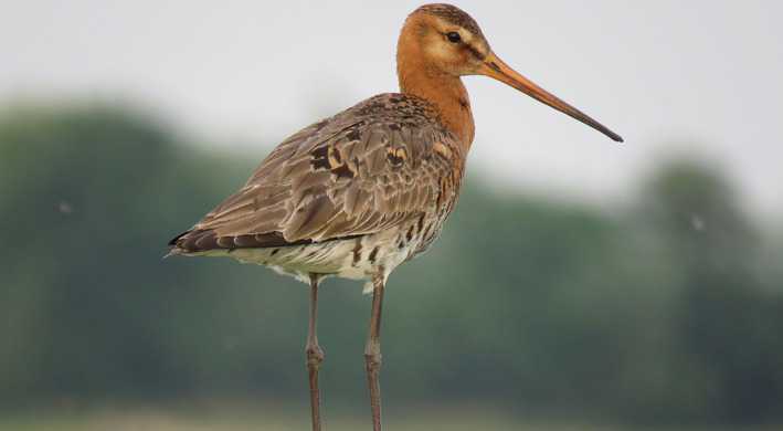 2019 Grutto weidevogel