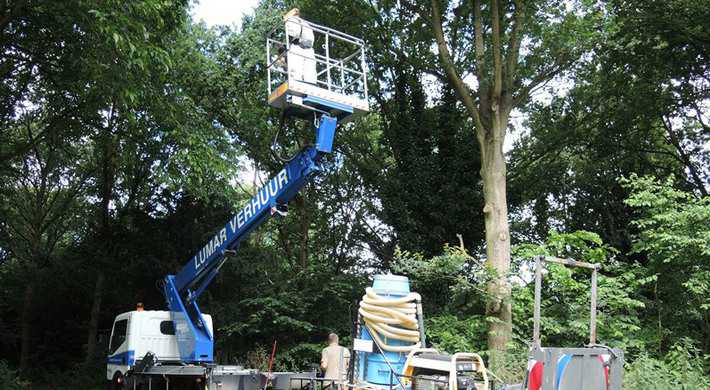 2019 05 eikenprocessierups