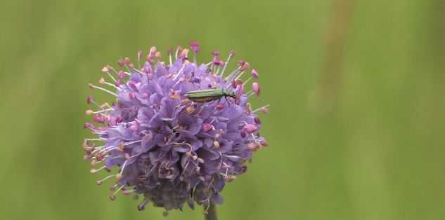 2019 blauwe knoop
