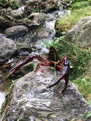 2019 rode rivierkreeft