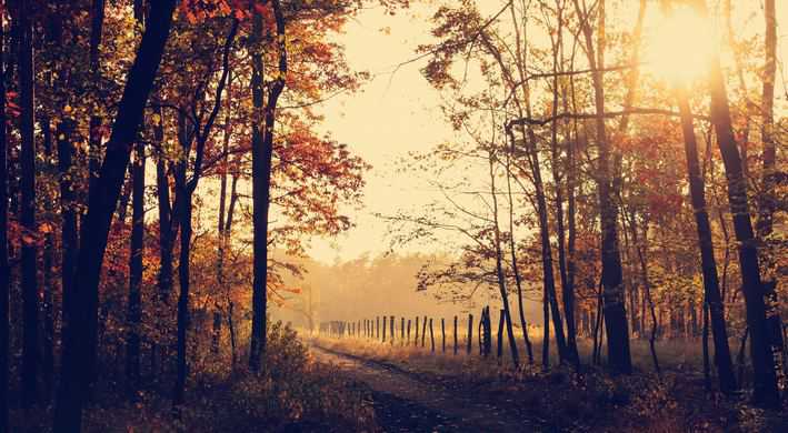 2019 Gewoon een wandeling in het bos of bosbaden? Dompel je onder in de natuur. 