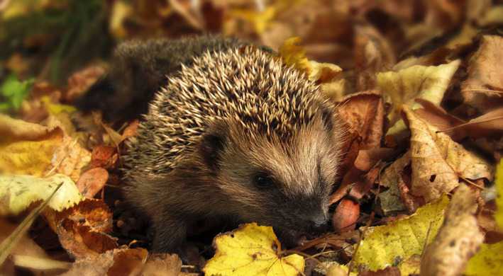 2019 Weetjes over egels