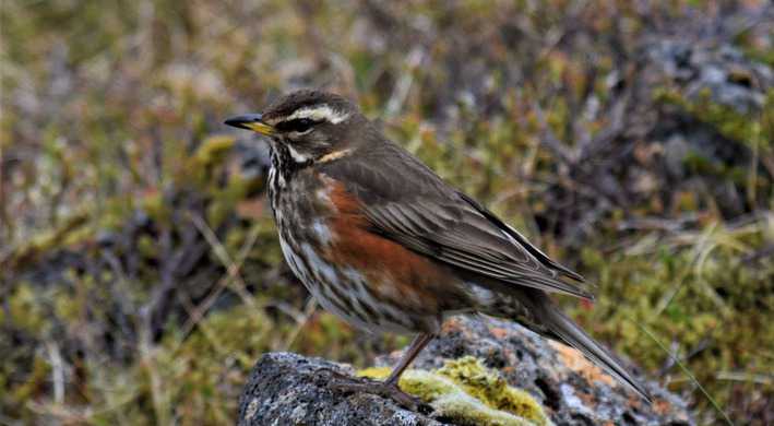 Koperwiek spotten in Amstelland