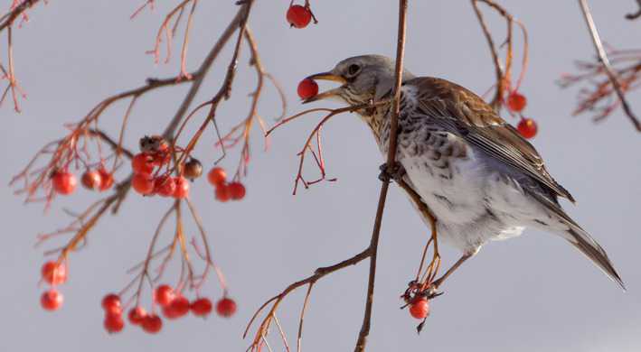 Kramsvogel eet bessen