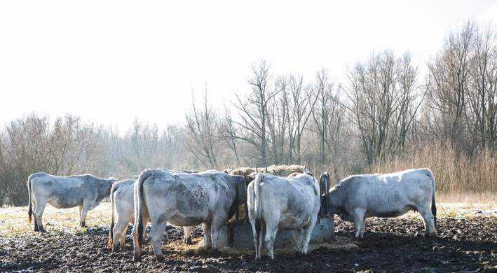 Gasconne koeien Gaasperzoom Amstelland
