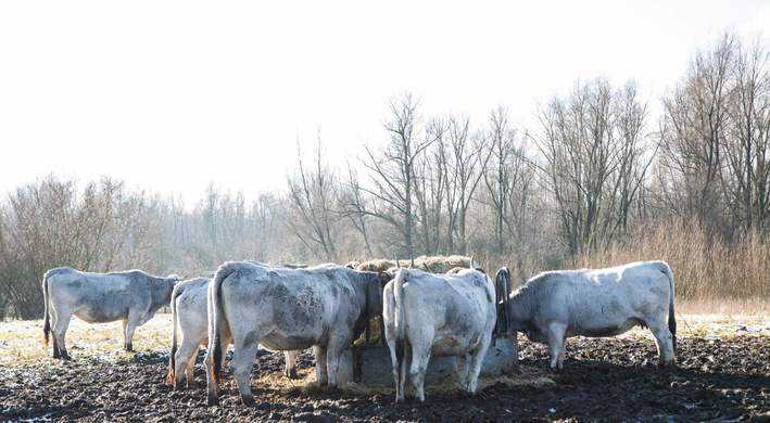 Gasconne koeien Gaasperzoom Amstelland