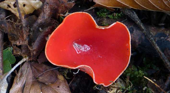Weetjes over kelkzwammen in Groengebied Amstelland