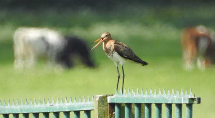 Grutto in Groengebied Amstelland