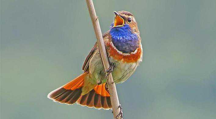 Blauwborst vogel - Foto: Hans Niekus
