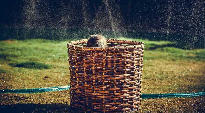 Spelen in de achtertuin