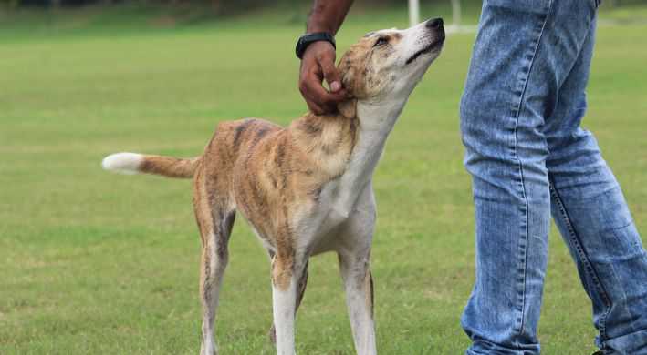 wandelen met de hond