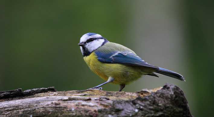 Pimpelmees gratis online vogelcursus