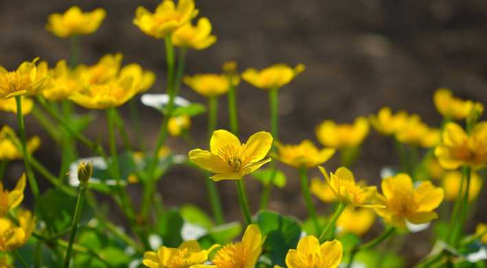 Dotterbloemen in Groengebied Amstelland