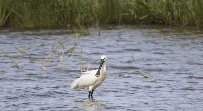 Lepelaar in het water