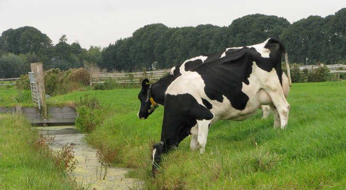 Koeien Boerderij Polderzicht