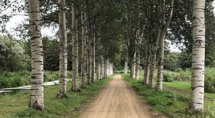 Ogenbomen: grauwe abelen in Diemerbos