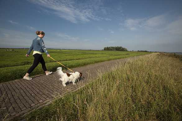 2020 Nieuw hondenuitlaatbeleid Ouder-Amstel