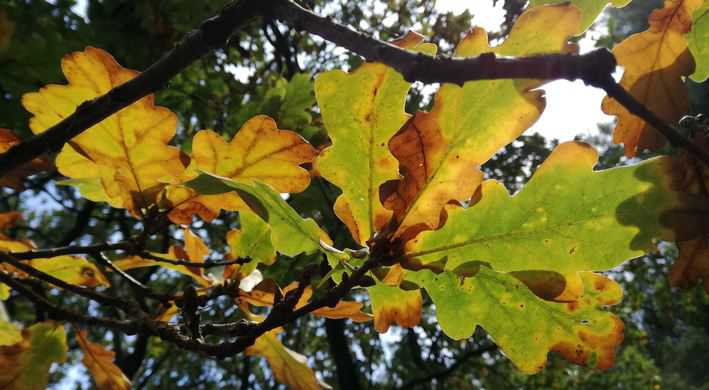 Herfstbladeren en knoppen