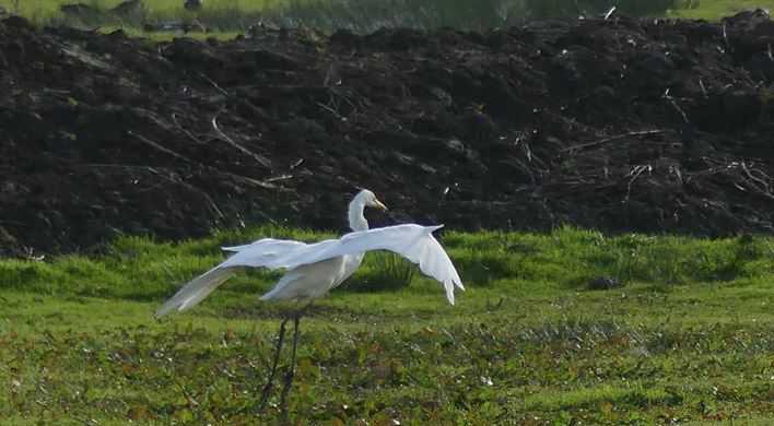 Zilverreiger in Nederlandse weilanden