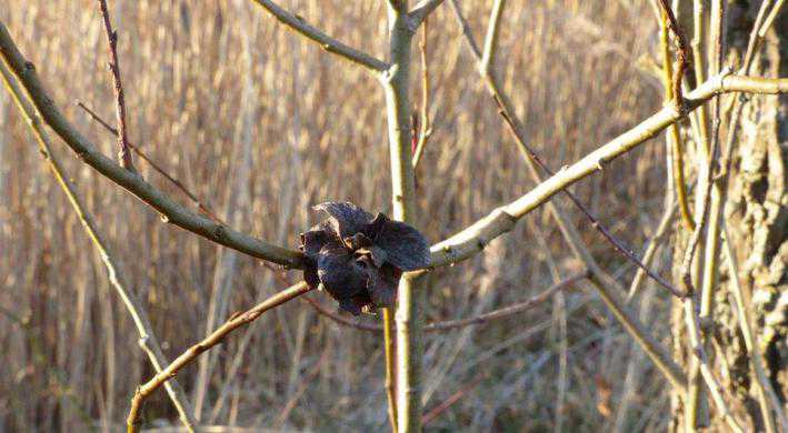 Wilgenroosjes in de winter