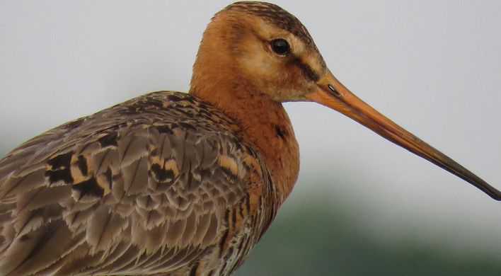 2021 Broedseizoen van start