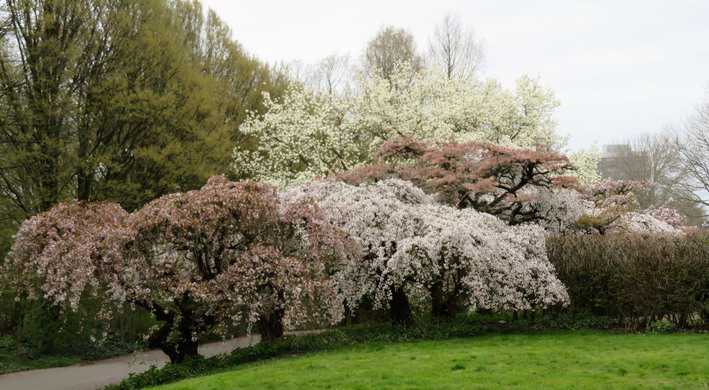 Japanse kers en magnolia in bloei Gaasperpark - Foto: Clara Bonder