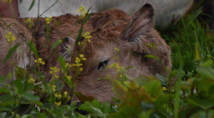 Kalfje geboren Gasconne koeien Gaasperzoom