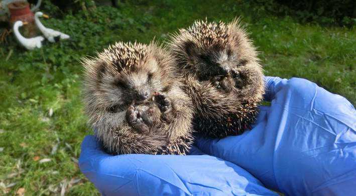 Egels - De Toevlucht opvang