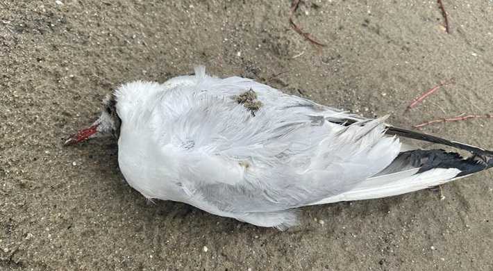 2022 Vogelgriep dode meeuw