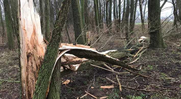 2022 Stormschade afgebroken boom