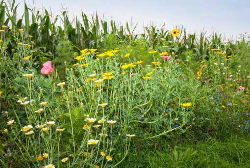 Biodiversiteit berm bloeiende planten