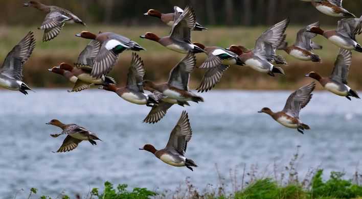 Smienten zijn gesignaleerd