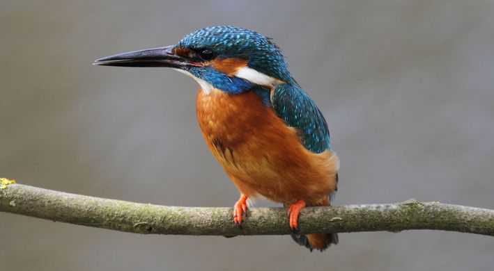IJsvogel