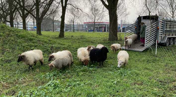Schapen PEN bos