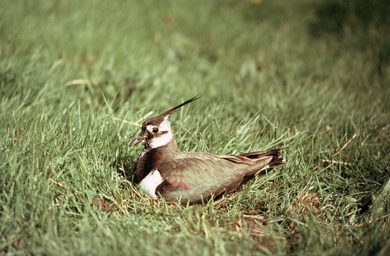 Broedseizoen 2017 Kievit 