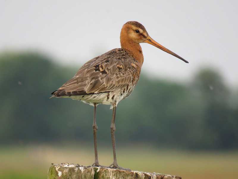 2019 Grutto weidevogel // black-tailed-godwit-3648526_1920_grutto_.jpg (21 K)