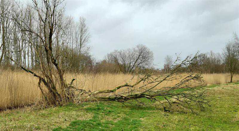 2020 Rietvogels Klarenbeek // rietstrook_klarenbeek_foto_hans_doorenbosch.jpg (68 K)