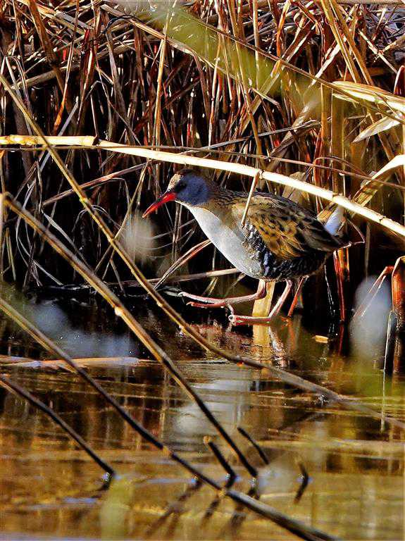 2020 Rietvogels Klarenbeek // waterral_foto_mirjam_vroomen.jpg (86 K)