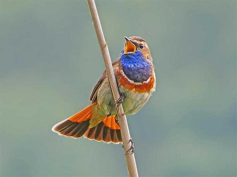 2020 Rietvogels Klarenbeek // man_blauwborst_foto_hans_niekus.jpg (24 K)
